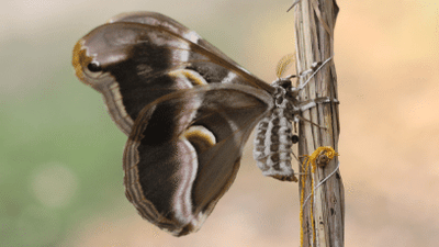 Raising Silkworms and the Methods of Rearing Different Types of Silk Cocoons