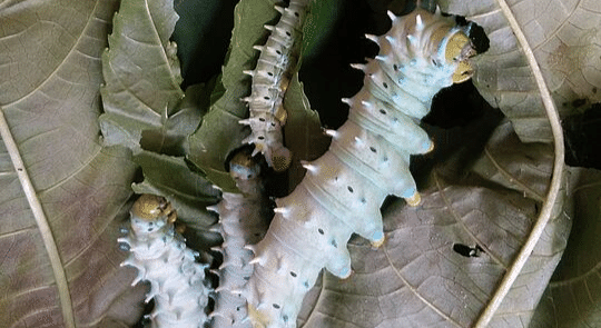 The Day I Received Tiny Eggs and Began Experiments with Rearing Eri Si ...