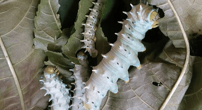 The Day I Received Tiny Eggs and Began Experiments with Rearing Eri Silkworms