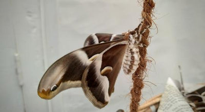 Little Known Shocking Fact About Silk Moths